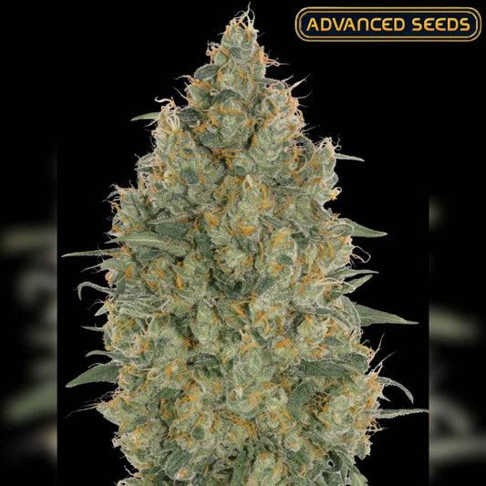 Dichte Strawberry Gum Blüte mit leuchtend orangefarbenen Härchen und dicker Schicht glänzender Harztrichome.