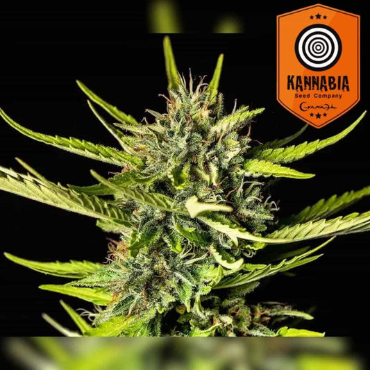 Strawberry Haze Auto Blüte mit harzigen Trichomen und schmalen, hellgrünen Blättern im Detail