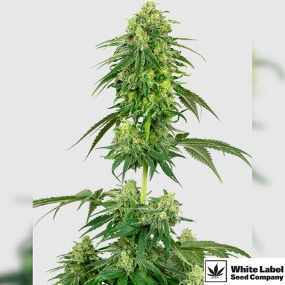 Strawberry Kush Pflanze mit dichten, harzigen Blüten in der Blütephase