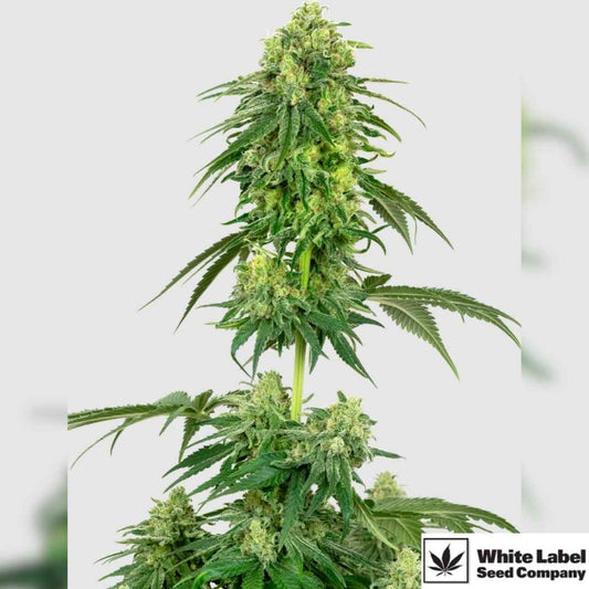 Strawberry Kush Pflanze mit dichten, harzigen Blüten in der Blütephase