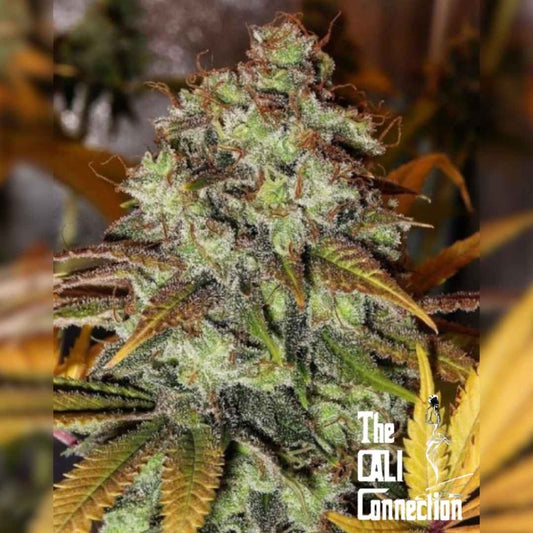 Strawberry OG Blüte mit dichten, harzigen Trichomen und orangefarbenen Blütenhärchen