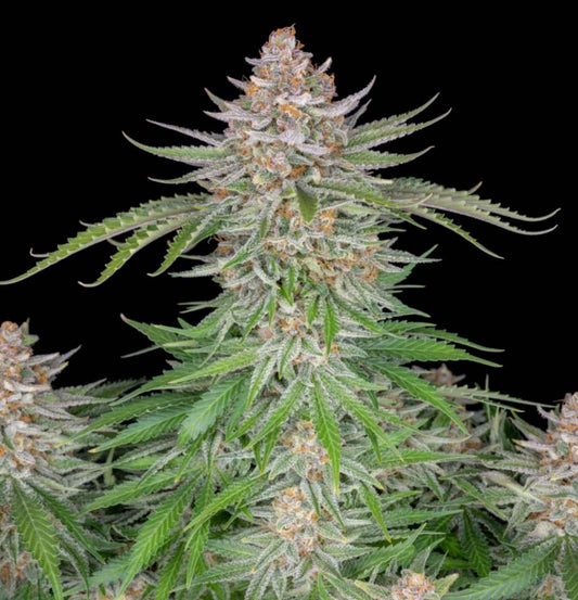 Frostbedeckte Strawberry Pie Auto-Cannabispflanze mit dichten, harzreichen Blüten und gezackten Blättern