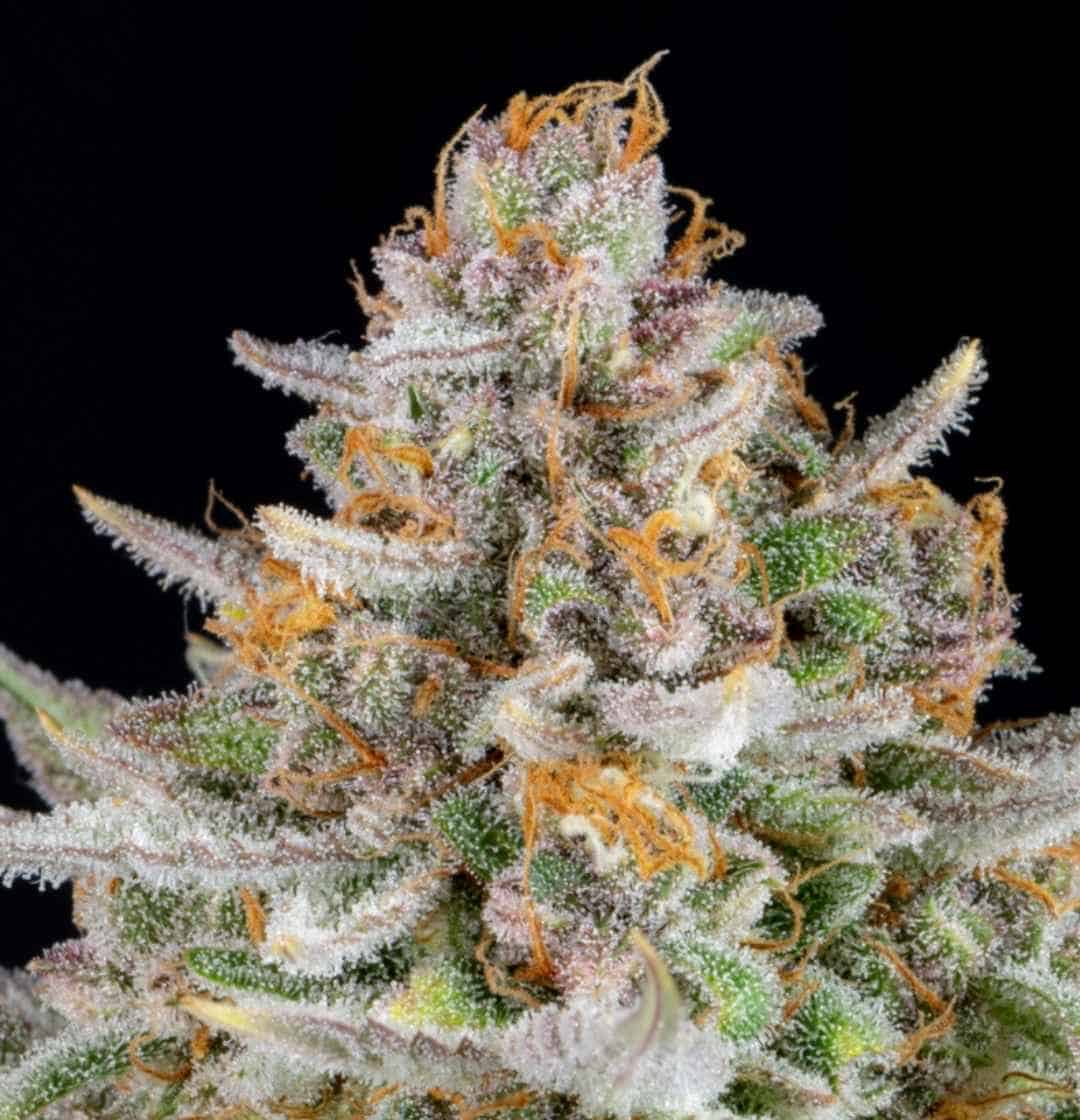 Nahaufnahme eines harzreichen Strawberry Pie Auto-Blütenstands mit orangen Blütenstempeln und glitzernden Trichomen