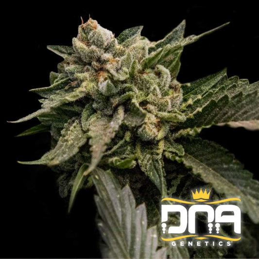 Dicht bewachsene Strawberry Sorbet Blüte mit Harzschicht und leuchtend grünen Blättern von DNA Genetics