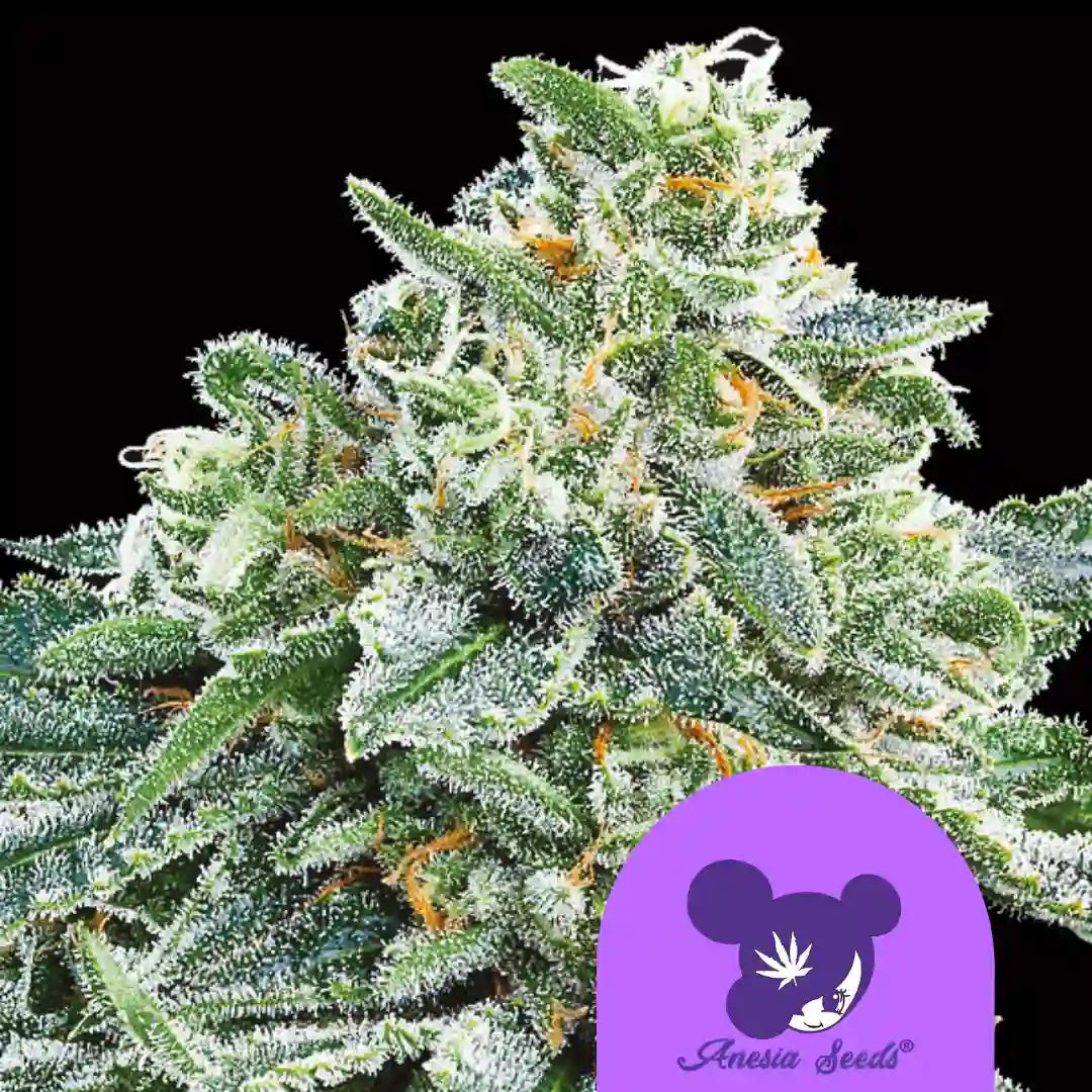 Strawberry Tree Cannabisblüte mit saftigen Grüntönen und kräftigen orangefarbenen Trichomen.