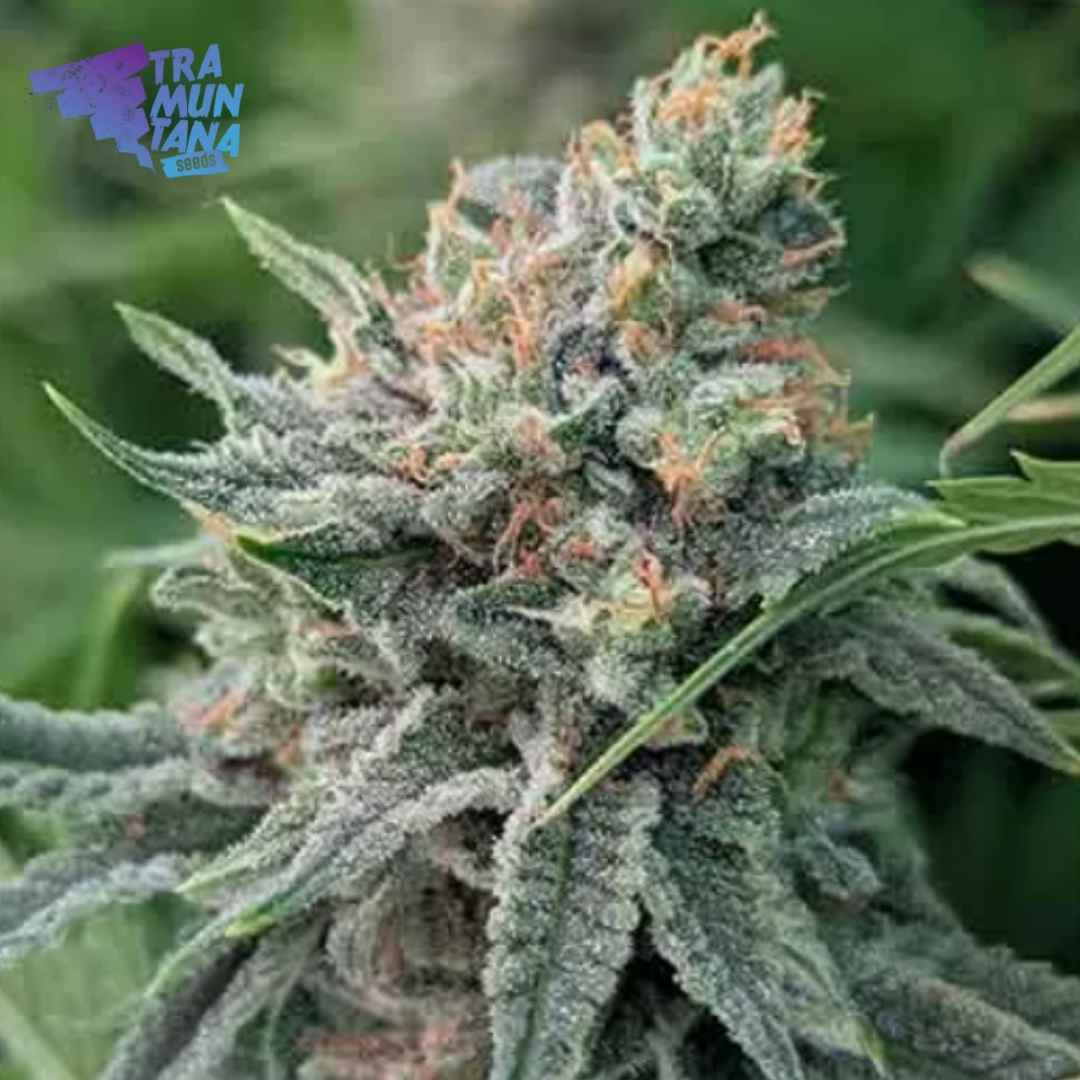 Dichte Strawnana x Purple Punch Blüte von Tramuntana Seeds mit violetten Nuancen