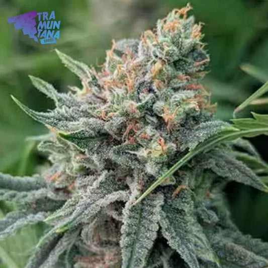Dichte Strawnana x Purple Punch Blüte von Tramuntana Seeds mit violetten Nuancen
