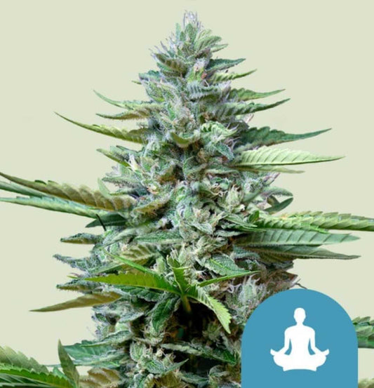 Stress Killer Automatic CBD Blüte mit frostigen Trichomen, umgeben von gezackten Blättern, unten kleines Meditationssymbol