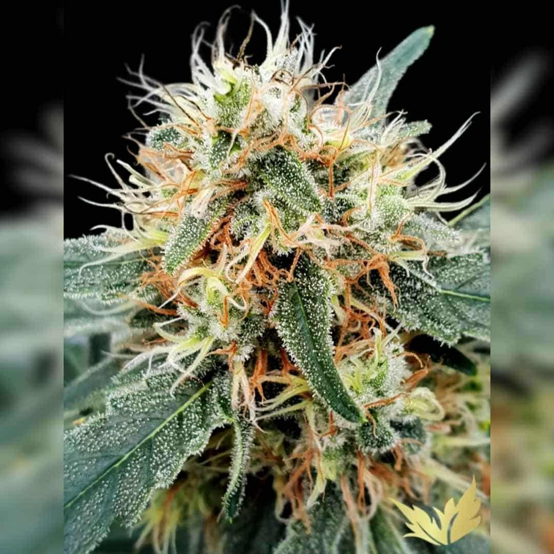 Nahaufnahme einer harzreichen Stromboli Auto Blüte mit orangefarbenen Blütenhärchen und dichten Trichomen.