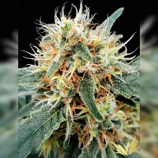 Nahaufnahme einer harzreichen Stromboli Auto Blüte mit orangefarbenen Blütenhärchen und dichten Trichomen.