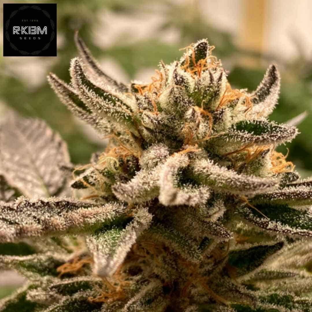 Auto Sublimator Blüte mit dichten, harzigen Buds und sichtbaren Trichomen sowie orangefarbenen Blütenstempeln