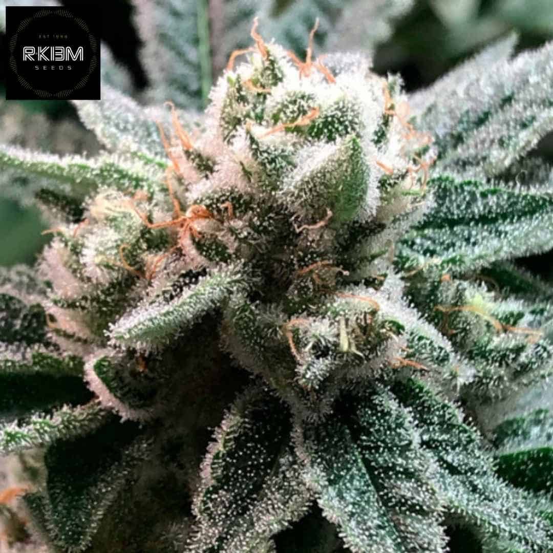 Sublimator Cannabis Blüte mit dichter Harzschicht und orangefarbenen Pistillen, reife Trichome gut sichtbar