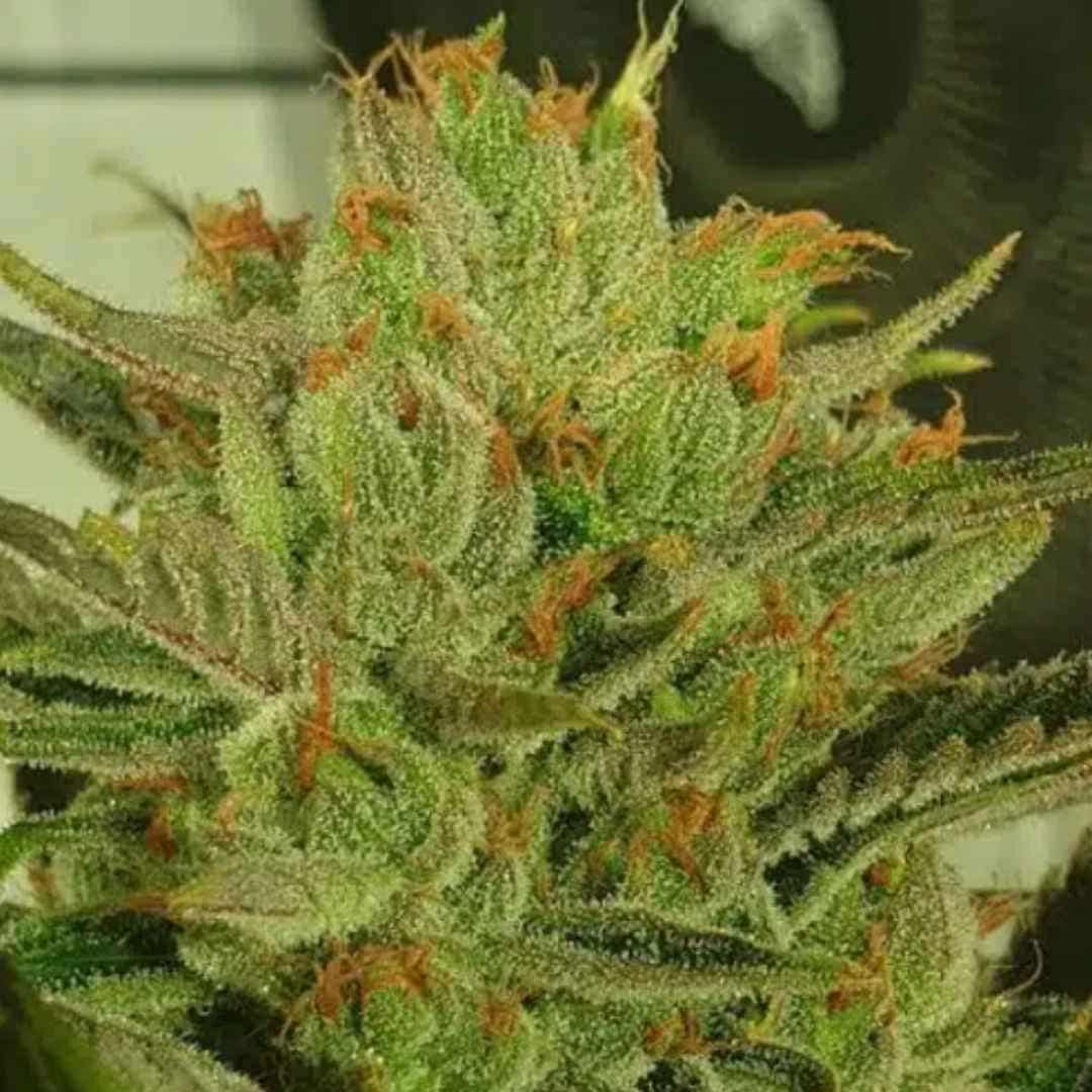 Sugar Tree von ZmoothieZ mit dichten, stark harzigen Cannabisblüten und kräftigem Grün.