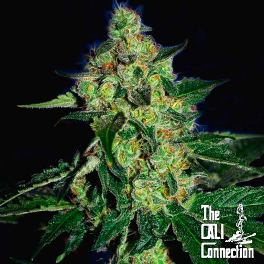 SugarMill Blüte mit dichten Harztrichomen und kompakten, kristallinen Buds