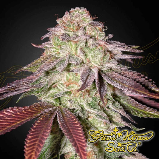 Dichte, harzige SugarlatoAuto Blüte mit violetten Zuckerblättern, starken Trichomen und reifen orangefarbenen Stempeln