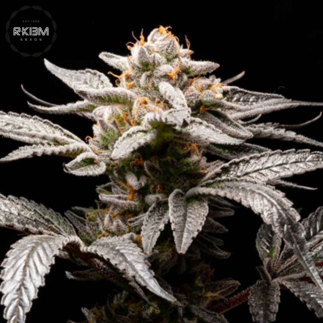 Auto Suguz Blüte mit dichten, harzigen Buds, frostigen Trichomen und orangefarbenen Härchen