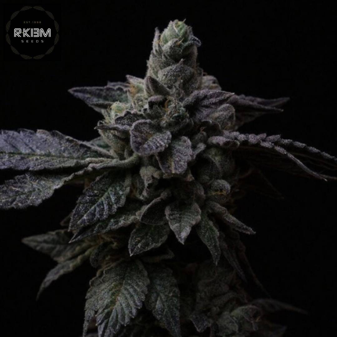 Suguz Cannabisblüte mit dichter Struktur und starker Trichombildung, harzige Buds und kompakte Blätter