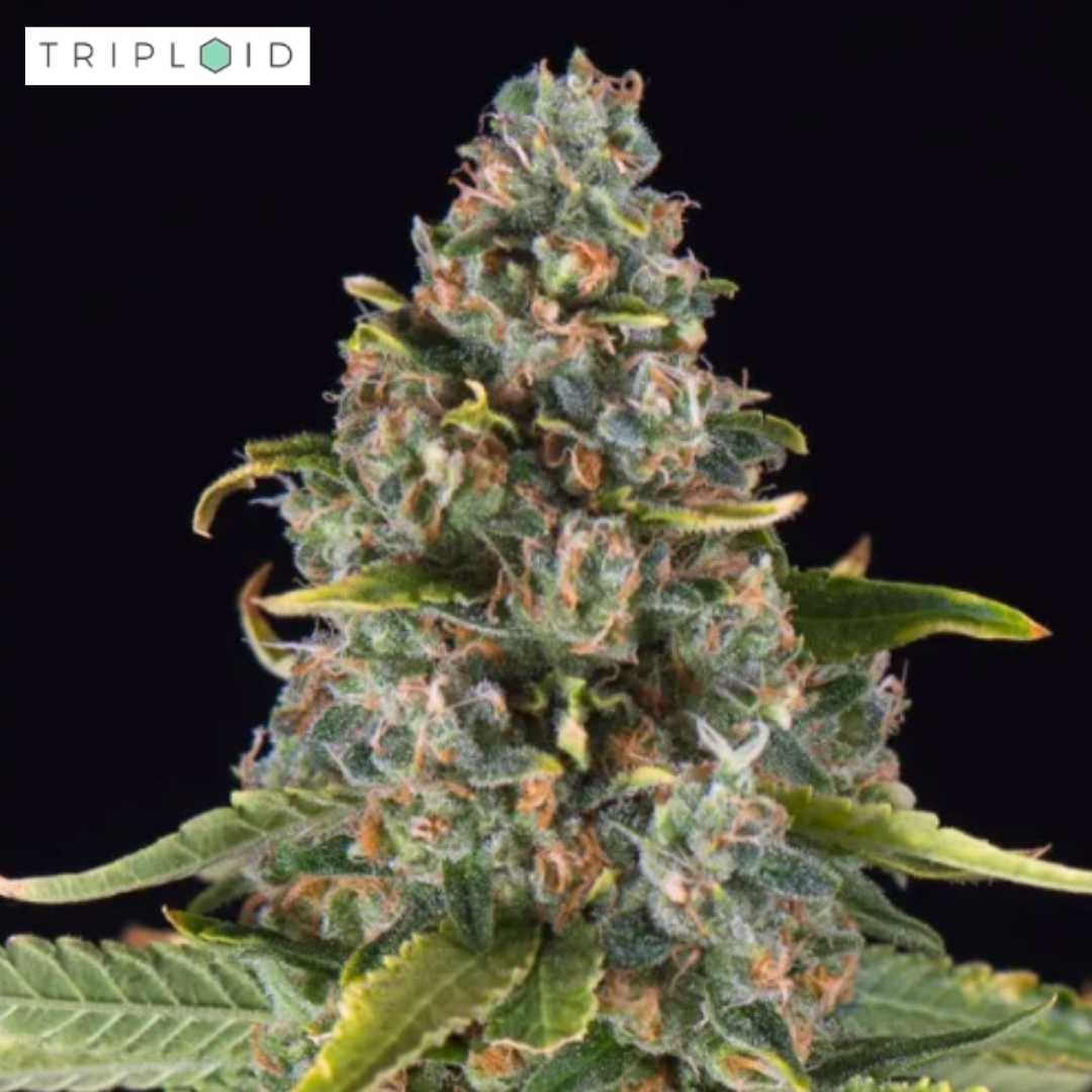 Harzreiche Summer Sweet Blüte von Triploid Genetics mit kompakten grünen Kelchen