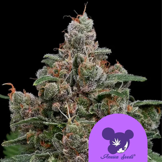 Sun of a Peach Cannabisblüte mit hellgrünen und orangefarbenen Trichomen.