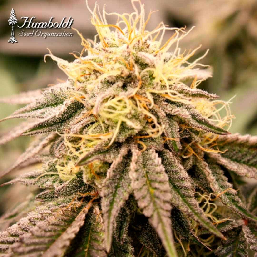 SunDogZ Cannabisblüte mit dichten Trichomen, orangefarbenen Härchen und violettgrünen Zuckerblättern