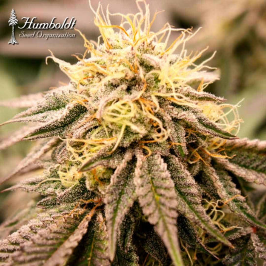 SunDogZ Cannabisblüte mit dichten Trichomen, orangefarbenen Härchen und violettgrünen Zuckerblättern
