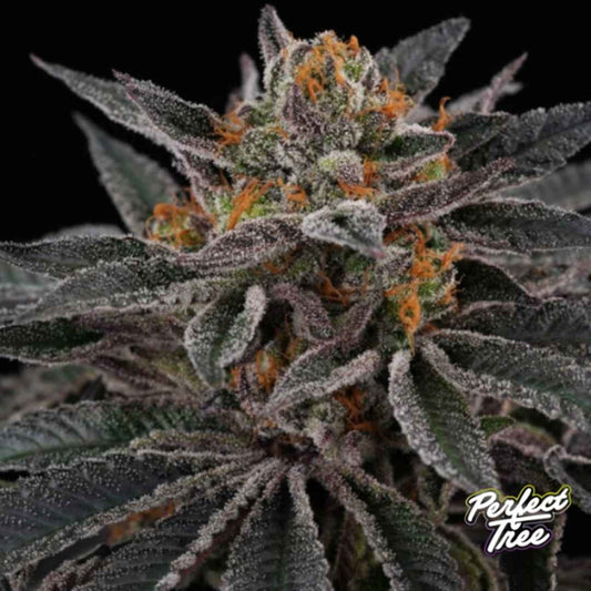 Sunset Cherries Blüte mit dichten, harzigen Buds, violetten Nuancen und leuchtend orangefarbenen Härchen