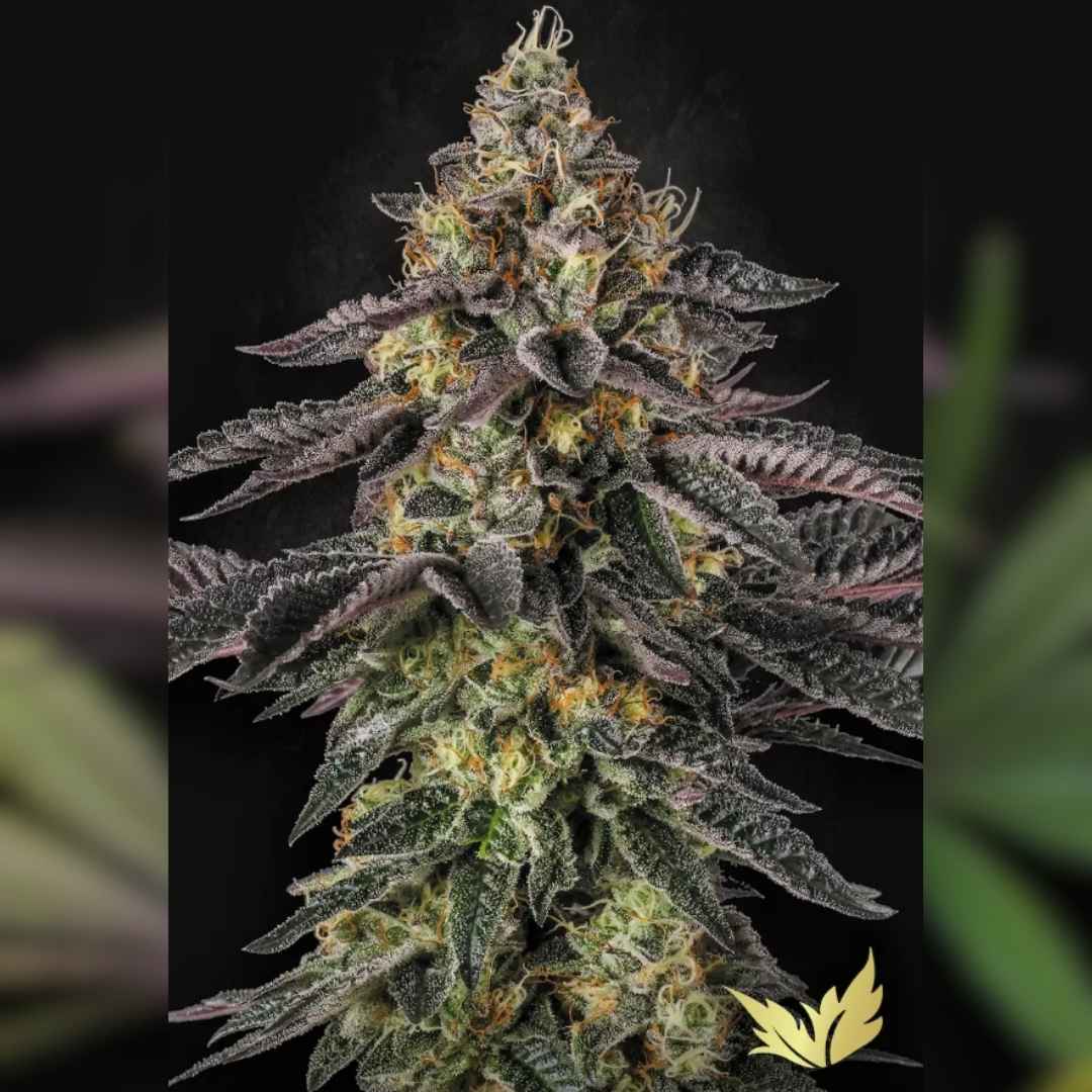 Dicht bewachsene Sunset Paradise Blüte mit violett-grünen Blättern, orangen Härchen und glitzernden Harzkristallen.