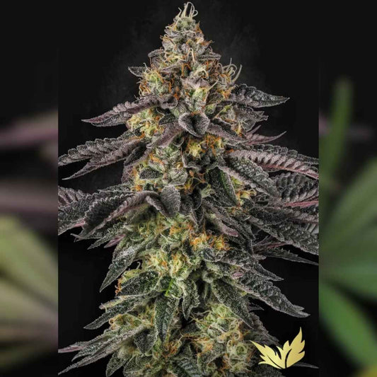 Dicht bewachsene Sunset Paradise Blüte mit violett-grünen Blättern, orangen Härchen und glitzernden Harzkristallen.