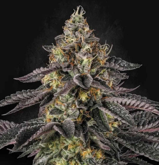 Nahaufnahme einer frostigen Sunset Paradise Blüte mit lila Zuckerblättern und leuchtend orangefarbenen Stigmen.