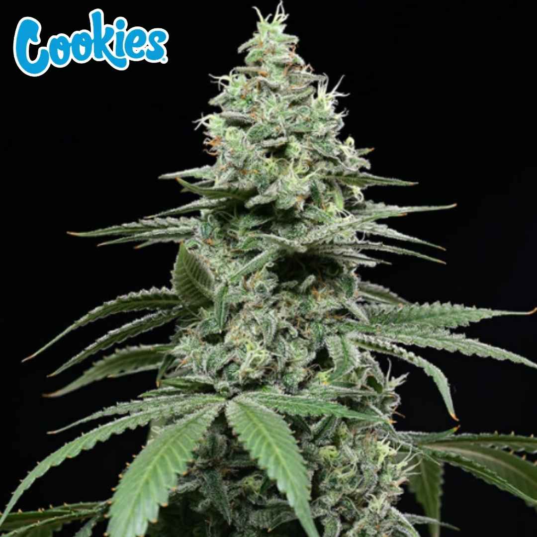 Sunset Pie Cannabispflanze mit dichten harzigen Buds und sichtbaren Trichomen