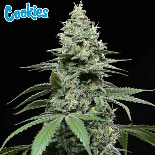 Sunset Pie Cannabispflanze mit dichten harzigen Buds und sichtbaren Trichomen