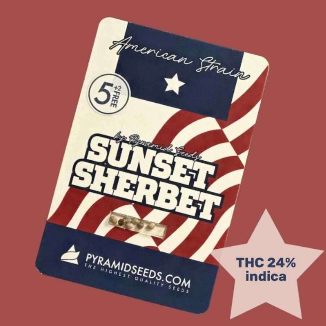 Sunset Sherbet Samenverpackung von Pyramid Seeds mit THC 24% Indica Hinweis