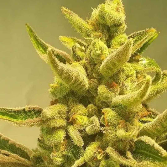 Supa Choopz von ZmoothieZ mit dichter, stark harziger Cannabisblüte und violett-grünen Farbtönen.