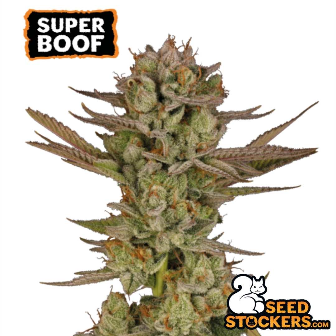Super Boof Cannabisblüte mit dichter Struktur, vielen Trichomen und orangefarbenen Stempeln am Hauptbud