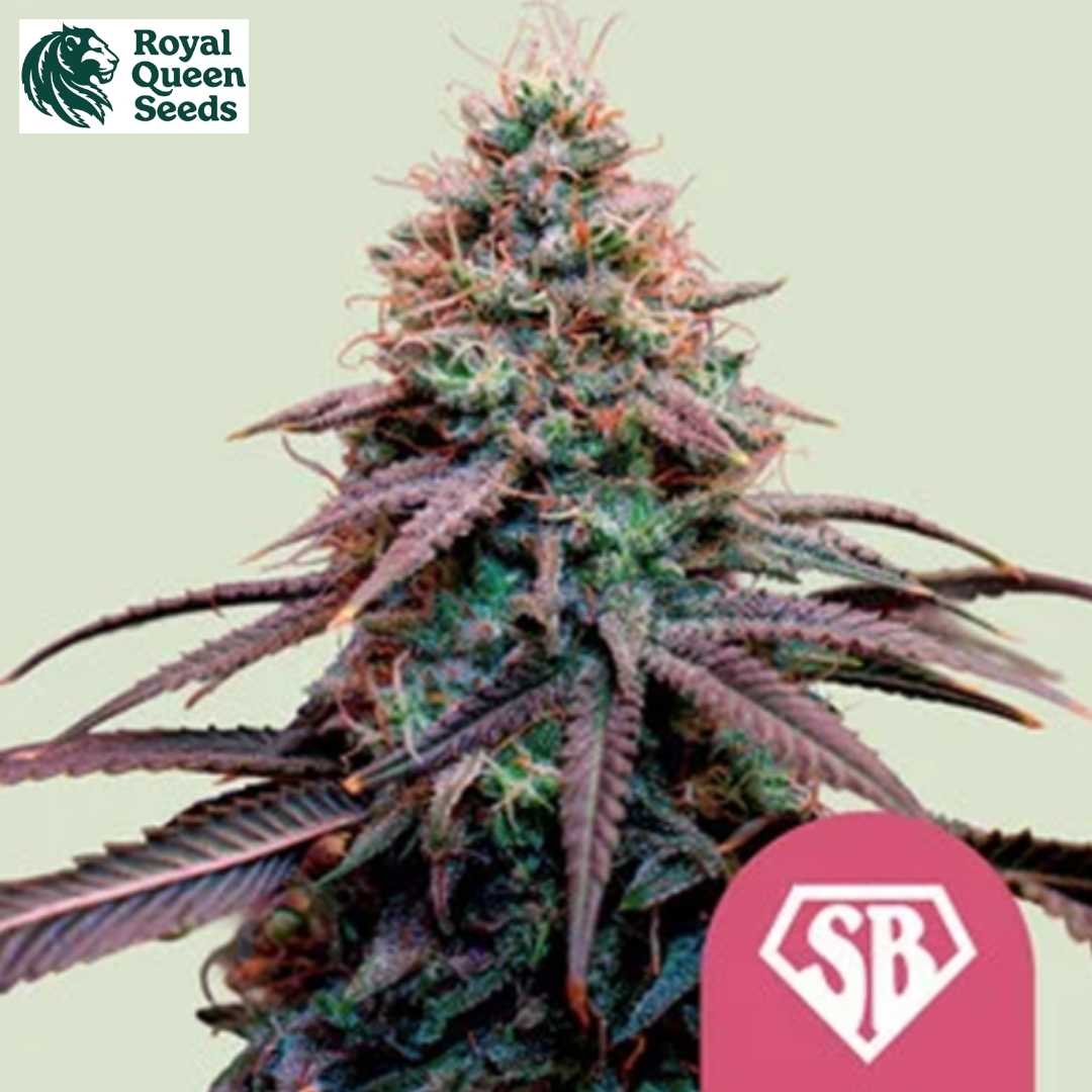 Super Boof Blüte mit harzigen Buds, orangefarbenen Härchen und dunklen Zuckerblättern