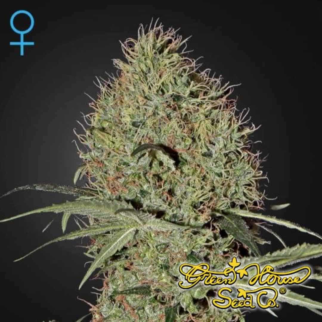 Reife Super Bud Auto Blüte mit dichter Struktur, vielen weißen Blütenfäden und harziger Oberfläche an der Pflanze