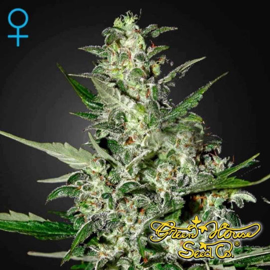 Super Critical Auto mit dichter, harziger Hauptblüte, vielen Trichomen und orangefarbenen Stempeln