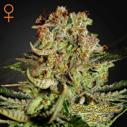 Super Critical Cannabisknospe mit dichter Struktur, vielen Trichomen und orangefarbenen Blütenstempeln