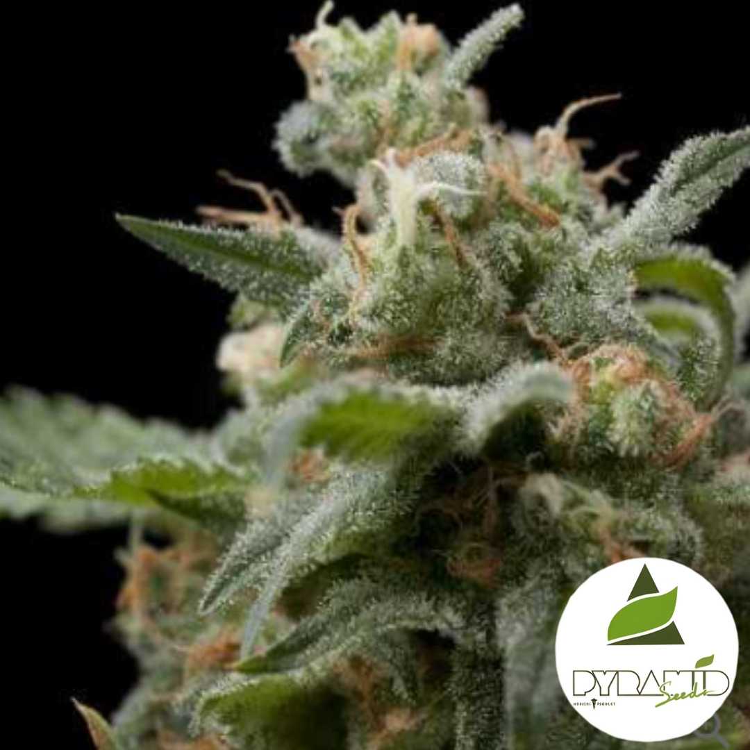 Super Hash Blüte mit dichten Harztrichomen und orangefarbenen Härchen in voller Reife