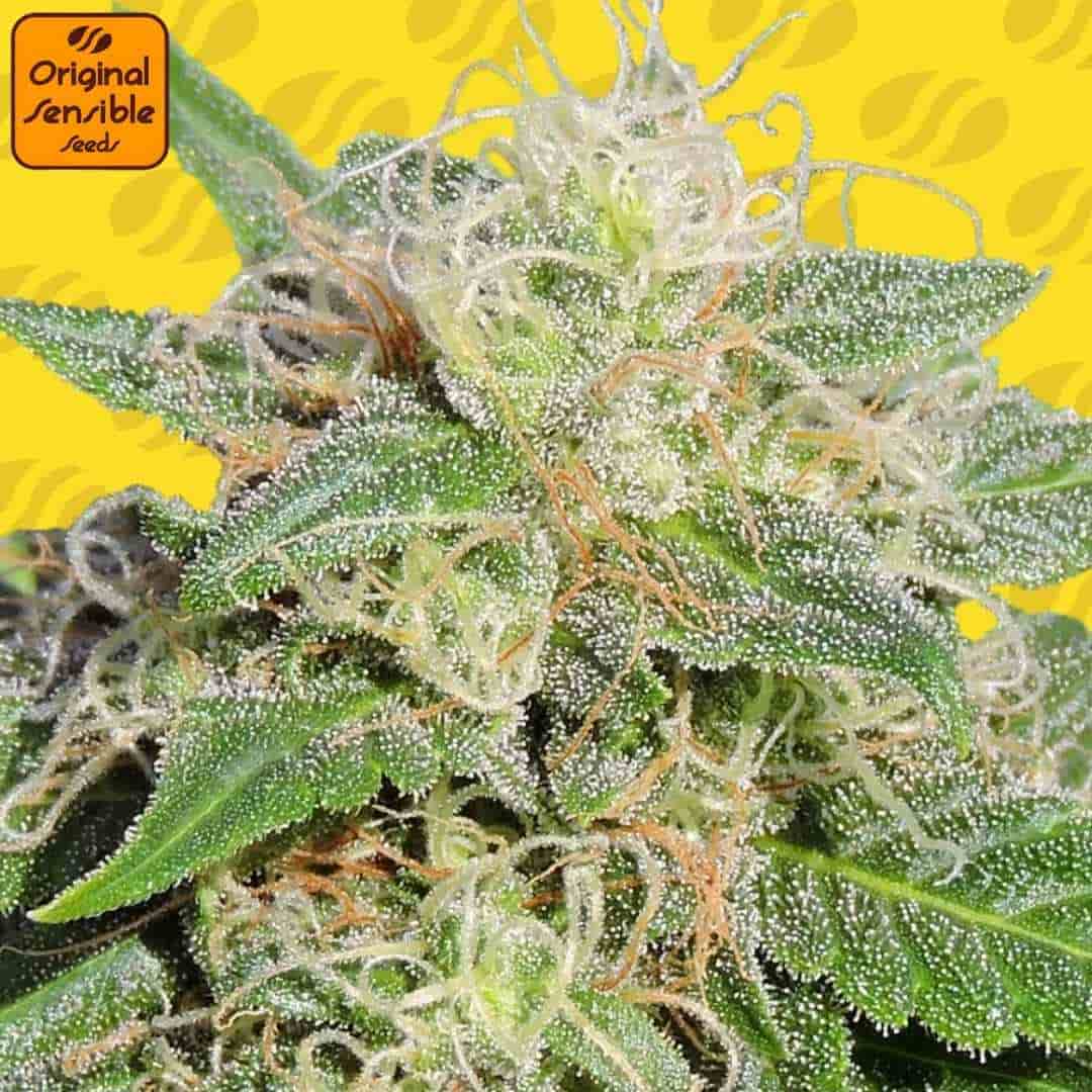 Dichte, harzige Blüten von Super Auto Lemon Haze mit vielen Trichomen, hellen Blütenfäden und kompaktem Bud-Aufbau