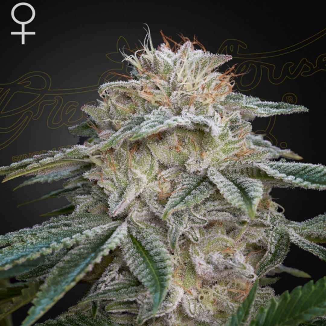 Harzige Blüte von Super Lemon Haze x GMO mit dichter Trichomschicht und orangefarbenen Stigmen
