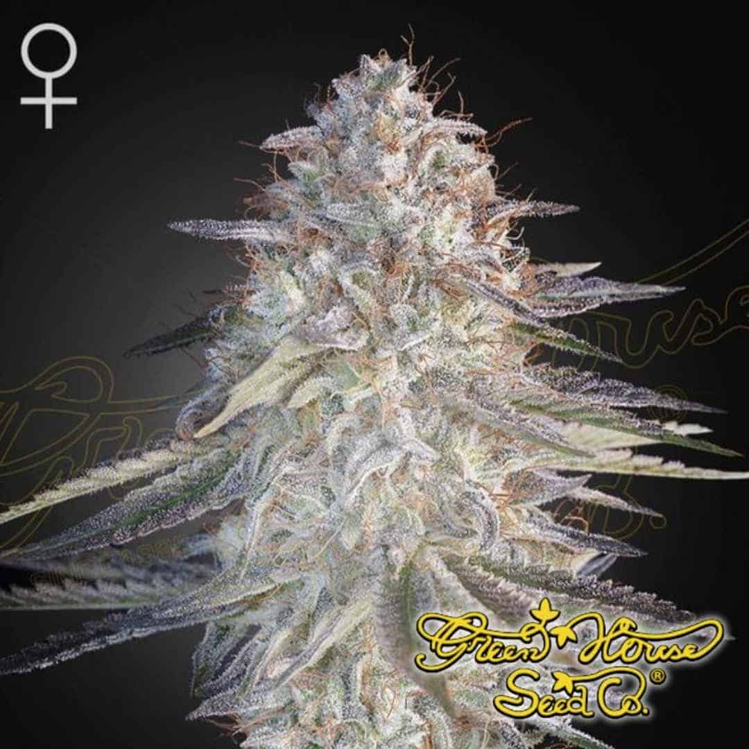 Super Lemon Haze x Party Candy mit kompakter, stark bereifter Hauptblüte und sichtbaren Trichomen