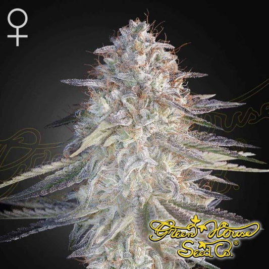Super Lemon Haze x Party Candy mit kompakter, stark bereifter Hauptblüte und sichtbaren Trichomen