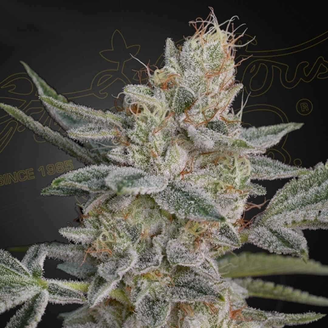 Super Lemon Haze x RS11 Blüte mit dichter Harzschicht, feinen Trichomen und orangefarbenen Blütenfäden