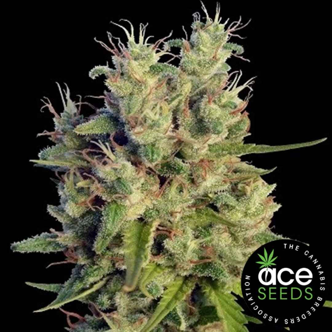 Super Malawi Haze (Ace Seeds) Feminisiert