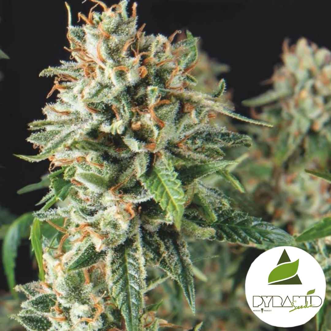 Super OG Kush Fast (Pyramid Seeds) Feminisiert