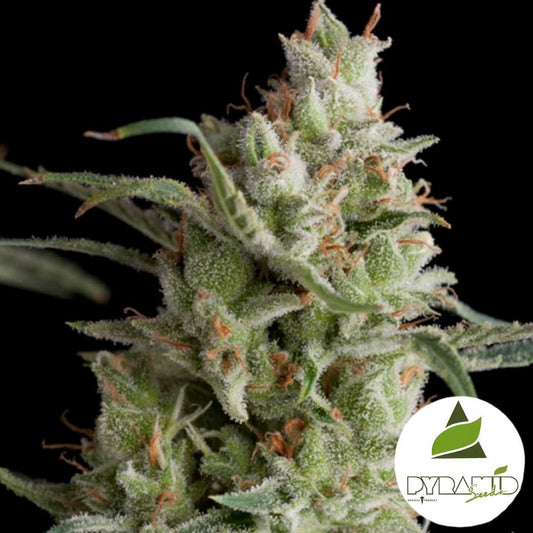 Harzige Super OG Kush Blüte mit dichten Trichomen und orangefarbenen Blütenhaaren