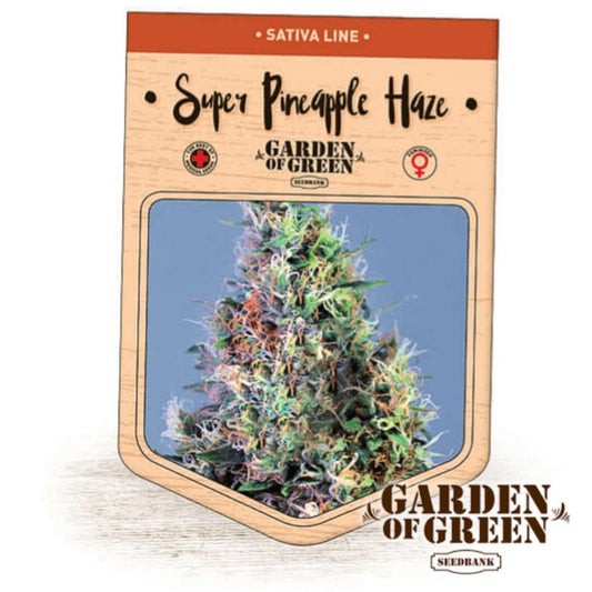Dichte Super Pineapple Haze Bud mit bunten Blütenhaaren auf Seedbank-Verpackung von Garden of Green