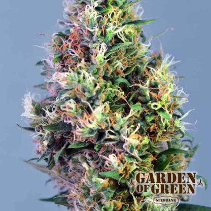 Nahaufnahme einer Super Pineapple Haze Bud mit kräftigen Farben und reichlich Harz