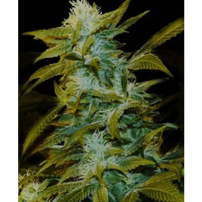 Super Silver Bilbo Cannabisblüte mit kompakten, harzigen Knospen und leuchtend grünen Blättern.